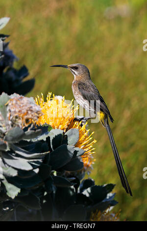 Cape sugarbird (Promerops cafer), mâle sur l'Protea, Afrique du Sud, Kirstenbosch Banque D'Images