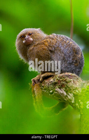 Ouistiti pygmée (Cebuella pygmaea, Callithrix pygmaea), assis sur une branche, Pérou Banque D'Images