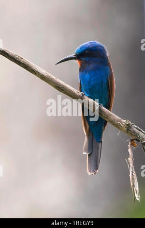 Blue-tyranneau Bee-eater, Merops mentalis (Merops mentalis), perché sur un belvédère, c'est un oiseau de la forêt tropicale humide et habituellement seulement, l'Afrique Banque D'Images