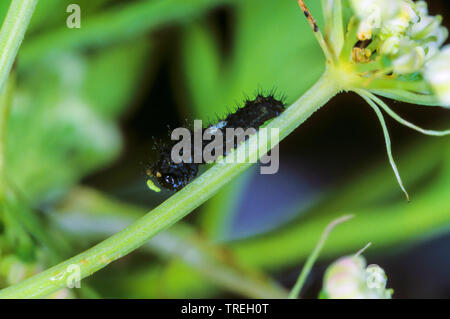 Papilio machaon), jeune chenille sur une tige, Allemagne Banque D'Images