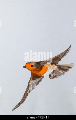 European robin (Erithacus rubecula aux abords), en vol, Allemagne Banque D'Images