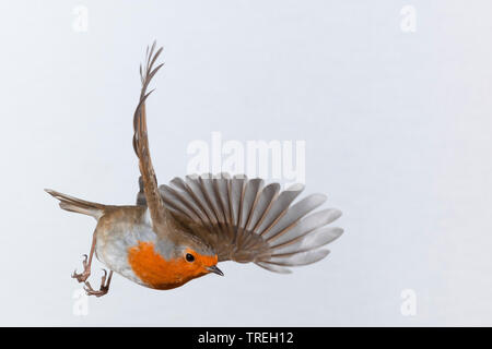 European robin (Erithacus rubecula aux abords), en vol, Allemagne Banque D'Images