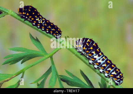 Papilio machaon), jeunes chenilles sur une tige, Allemagne Banque D'Images