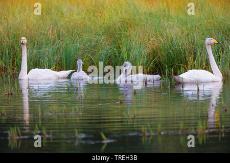 Cygne chanteur (Cygnus cygnus), l'Islande, la famille swan Banque D'Images