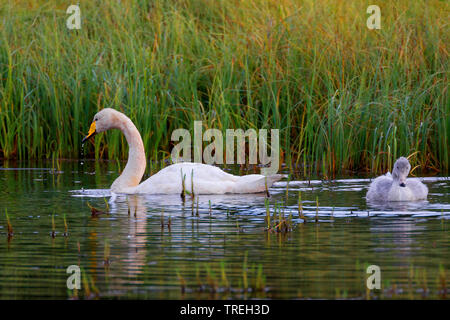 Cygne chanteur (Cygnus cygnus), des profils avec chick, Islande Banque D'Images