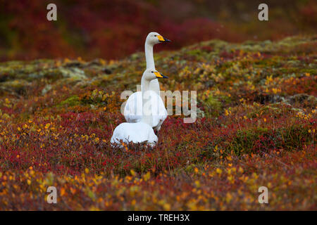 Cygne chanteur (Cygnus cygnus), couple dans la toundra, l'Islande Banque D'Images