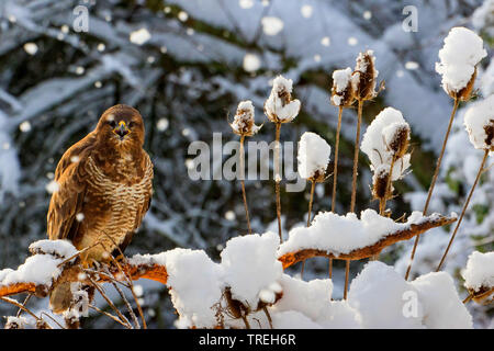 Eurasian buzzard (Buteo buteo), siège un brach faisant escale dans snwofall, Suisse, Sankt Gallen Banque D'Images