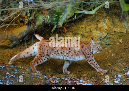 Le lynx eurasien (Lynx lynx), lolling dans la forêt d'hiver, Suisse, Sankt Gallen Banque D'Images