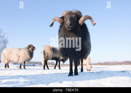 Drenthe Heath (Ovis ammon aries. f), troupeau dans la neige, Pays-Bas, nord des Pays-Bas Banque D'Images