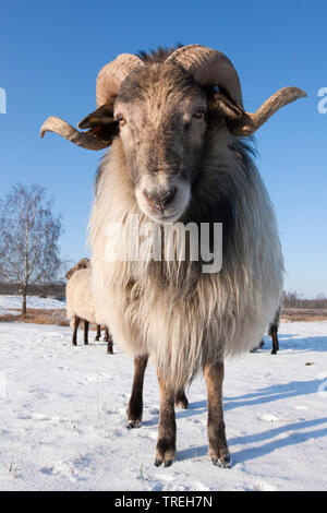 Drenthe Heath (Ovis ammon aries. f), ram dans la neige, les Pays-Bas, le nord de l'Allemagne Banque D'Images