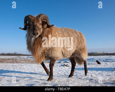 Drenthe Heath (Ovis ammon aries. f), ram dans la neige, les Pays-Bas, le nord de l'Allemagne Banque D'Images