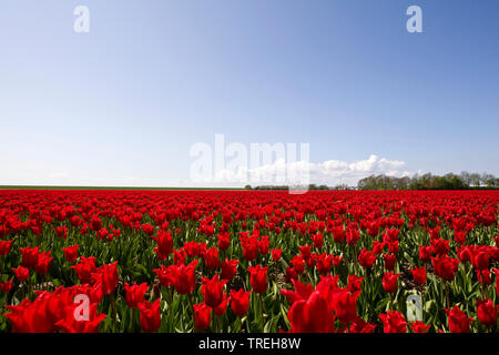 Jardin commun tulip (Tulipa spec.), champ de tulipes rouges, Pays-Bas, Flevoland, Flevopolder Banque D'Images