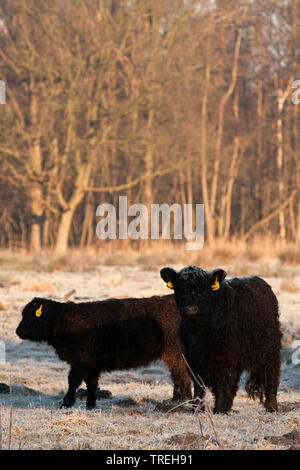 Bovins Galloway, les bovins domestiques (Bos primigenius f. taurus), dans la réserve naturelle en hiver, Pays-Bas, sur Naardermeer Banque D'Images