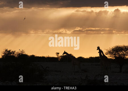 Girafe angolaise, fumée Girafe (Giraffa camelopardalis angolensis), trois girafes en rétro-éclairage, la Namibie Banque D'Images