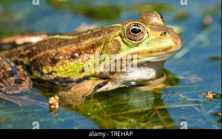 Grenouille comestible européen commun, edible frog (Rana kl. esculenta, Rana esculenta, Pelophylax esculentus), dans l'étang, Pays-Bas, Gueldre Banque D'Images