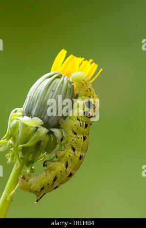 (Deilephila elpenor sphynx éléphant), sur une frise, Pays-Bas, flowerbud Banque D'Images