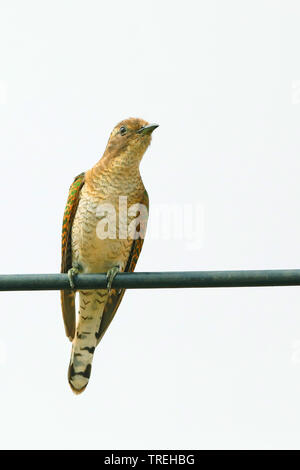 Cuckoo Chrysococcyx klaas' (klaas), perchée sur un plumage juvénile en câble d'alimentation, vue avant, Afrique du Sud, Western Cape Overberg, Banque D'Images