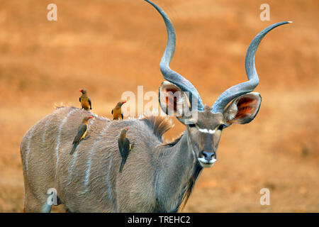 Grand koudou (Tragelaphus strepsiceros), homme avec une troupe oxpeckers à bec rouge à l'arrière, Afrique du Sud, Mokala National Park Banque D'Images