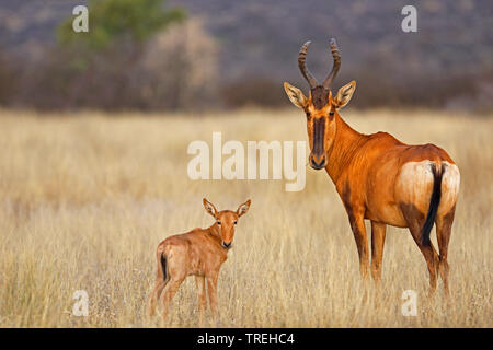 Bubale Alcelaphus buselaphus (rouge), femme avec son stand dans les savanes calv, Afrique du Sud, Mokala National Park Banque D'Images