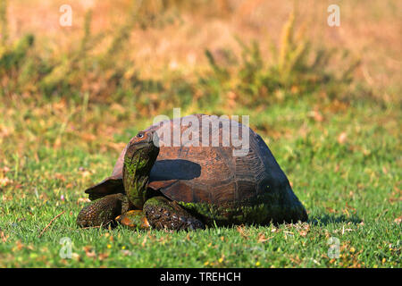 (Stigmochelys pardalis tortue léopard, Geochelone pardalis), sur le Groenland, Afrique du Sud, Mokala National Park Banque D'Images