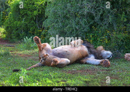 Lion (Panthera leo), homme couché sur le dos, Afrique du Sud, Eastern Cape, Addo Elephant National Park Banque D'Images