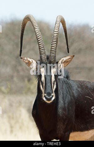 Hippotrague (Hippotragus niger), homme, Afrique du Sud Banque D'Images
