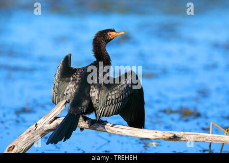 Reed cormorant (Phalacrocorax africanus), assis sur une branche, ailes de séchage, Afrique du Sud, Western Cape, Wilderness National Park Banque D'Images