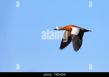 Tadorne Casarca (Tadorna ferruginea, ferruginea), femme en vol, Canaries, Fuerteventura Banque D'Images