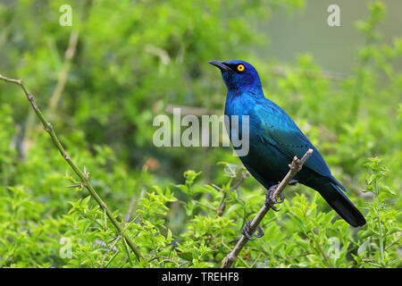 Red-shouldered glossy starling (Lamprotornis nitens), assis sur un buisson, Afrique du Sud, Eastern Cape, Addo Elephant National Park Banque D'Images