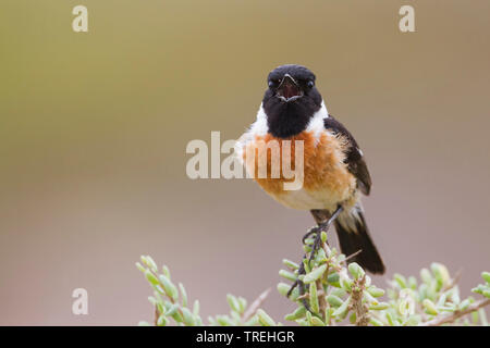 Common Stonechat (Saxicola torquata Saxicola rubicola rubicola,), mâle chanteur, Maroc Banque D'Images