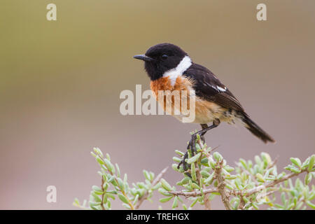 Common Stonechat (Saxicola torquata Saxicola rubicola rubicola,), homme d'une plante, le Maroc Banque D'Images