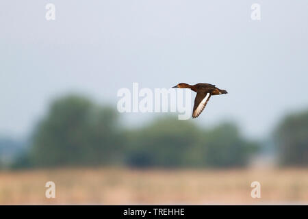 Fuligule nyroca (Aythya nyroca), femme en vol, Allemagne Banque D'Images