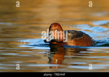 Fuligule nyroca (Aythya nyroca), mâle adulte, Allemagne Banque D'Images