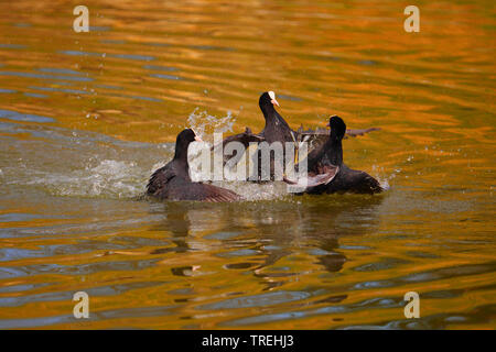 Black Foulque macroule (Fulica atra), foulques noires se quereller au printemps, l'Allemagne, Bade-Wurtemberg Banque D'Images