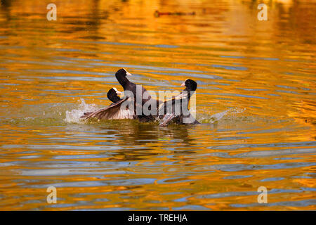 Black Foulque macroule (Fulica atra), foulques noires se quereller au printemps, l'Allemagne, Bade-Wurtemberg Banque D'Images