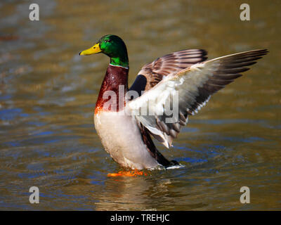 Le Canard colvert (Anas platyrhynchos), les ailes, l'Allemagne, Bade-Wurtemberg Banque D'Images