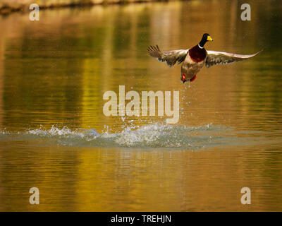 Le Canard colvert (Anas platyrhynchos), drake prend son essor, l'Allemagne, Bade-Wurtemberg Banque D'Images