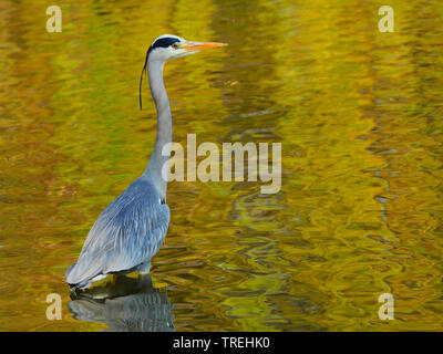 Héron cendré (Ardea cinerea), debout dans un lac, de l'Allemagne, Bade-Wurtemberg Banque D'Images