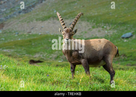 Bouquetin des Alpes (Capra ibex, Capra ibex ibex), debout dans une prairie de montagne, l'Autriche, la Carinthie, le Parc National du Hohe Tauern Banque D'Images