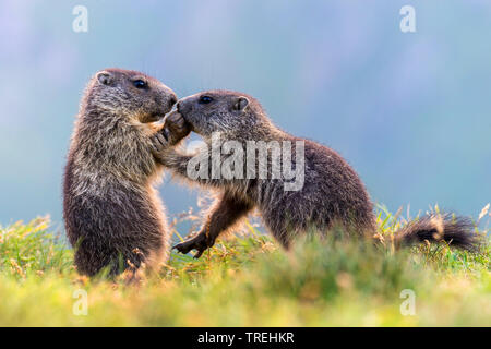 Marmotte des Alpes (Marmota marmota), Carinthie, Autriche,, Parc National Hohe Tauern Banque D'Images