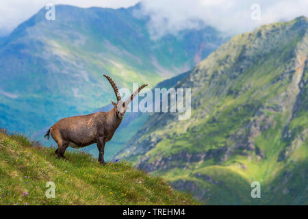 Bouquetin des Alpes (Capra ibex, Capra ibex ibex), dans les Alpes, l'Autriche, la Carinthie, le Parc National du Hohe Tauern Banque D'Images