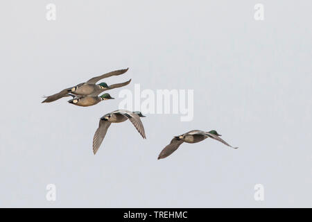 Falcated teal (Anas falcata, Mareca falcata), les mâles adultes en vol, Russie Banque D'Images