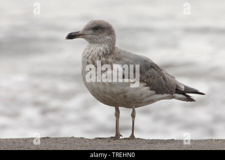 Atlantic Goéland pontique (Larus michahellis Atlantis), juvénile, Açores Banque D'Images