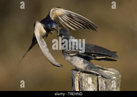 L'hirondelle rustique (Hirundo rustica), nourrir ses jeunes, Italie Banque D'Images