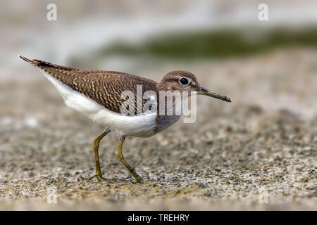 Chevalier grivelé commun (Tringa albifrons, Tringa solitaria), à terre, Italie Banque D'Images