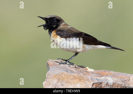 L'Est de traquet oreillard (Oenanthe hispanica melanoleuca, Oenanthe melanoleuca), appelant les femmes rock, Turquie Banque D'Images