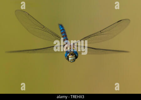 Peu de migrants, AESHNA Aeshna mixta (Hawker), en vol, Italie Banque D'Images