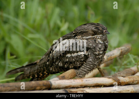 Engoulevent d'Europe (Caprimulgus europaeus), assis sur le sol de la forêt, de l'Italie Banque D'Images