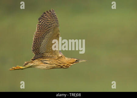 Eurasian bittern (Botaurus stellaris), en vol, Italie Banque D'Images