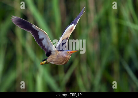 Blongios nain (Ixobrychus minutus), en vol, Italie Banque D'Images